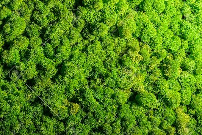 Premium Coco Coir and Perlite Potting Mix, Soil for Maximum Plant Growth, Perfect for Indoor and Outdoor Container Gardens by Gardenera - 1 Quart