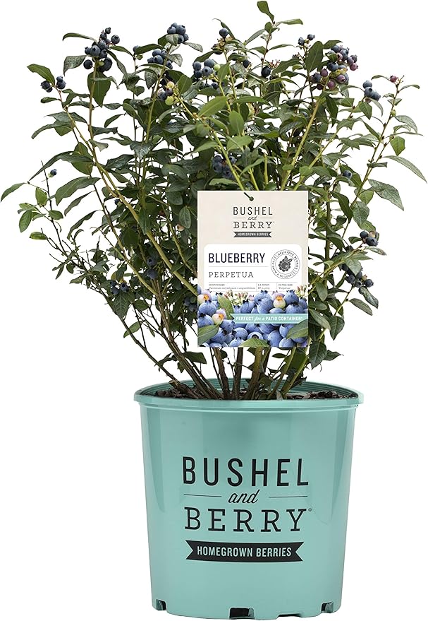 Vaccinium x Perpetua (Blueberry) Edible-Shrub, 2-Size Container, Double Fruiting