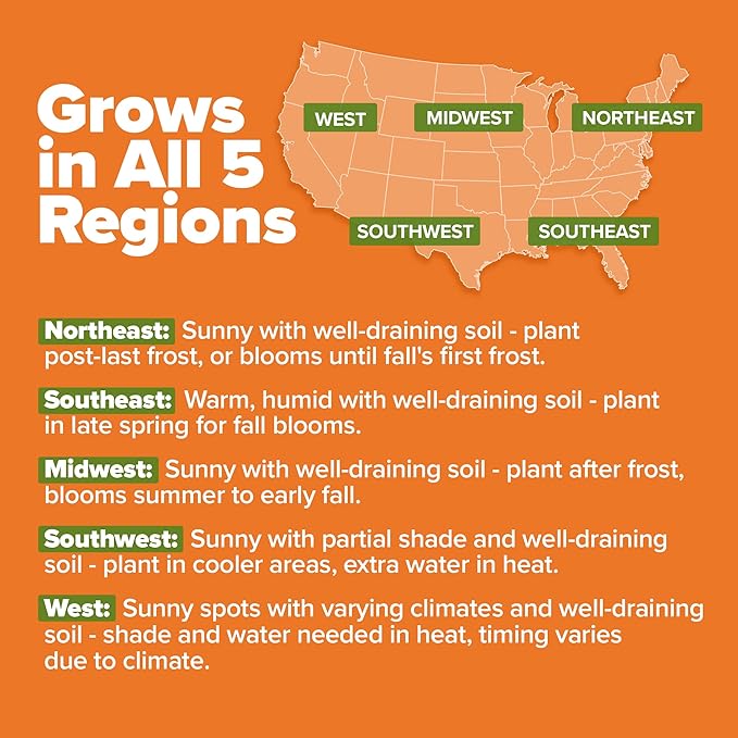 HOME GROWN Crackerjack Marigold Seeds | 4.25oz / 35,000 Flower Seeds Planting Outdoor | Large Bulk Pack | Non-GMO, High Germination, USA Sourced Wildflower Seeds | Companion Planting