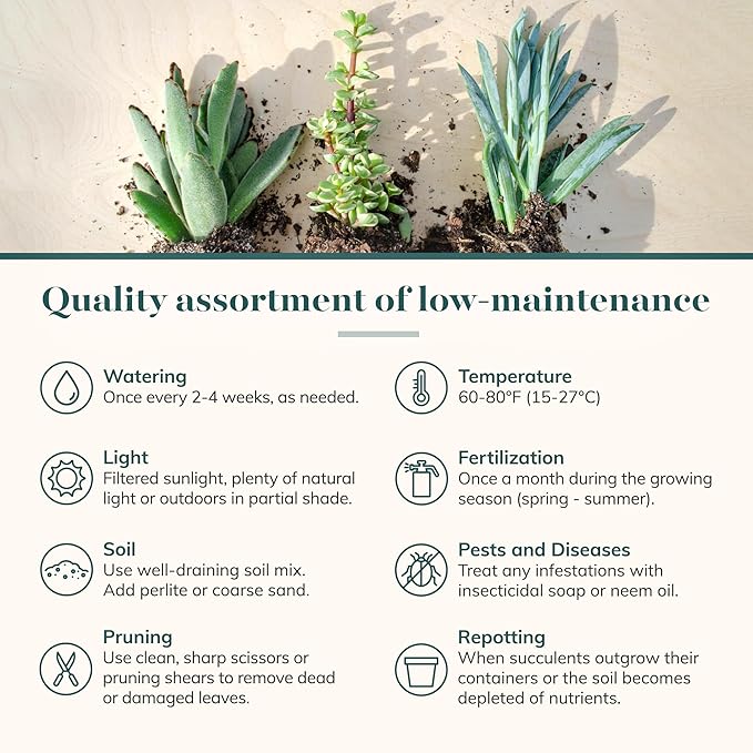 Shop Succulents Assorted Succulent Plant Pack Bulk Collection - Live Mini Succulent Plants, Low Maintenance, Mixture of Colors & Textures - Wedding and Party Favors, Gift & Garden, Pack of 20