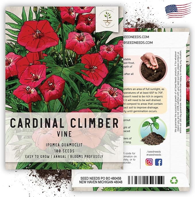 Seed Needs, Cardinal Climber Seeds - 100 Heirloom Seeds for Planting Ipomea Quamoclit - Open Pollinated & Untreated, Attracts Pollinators (5 Packs)