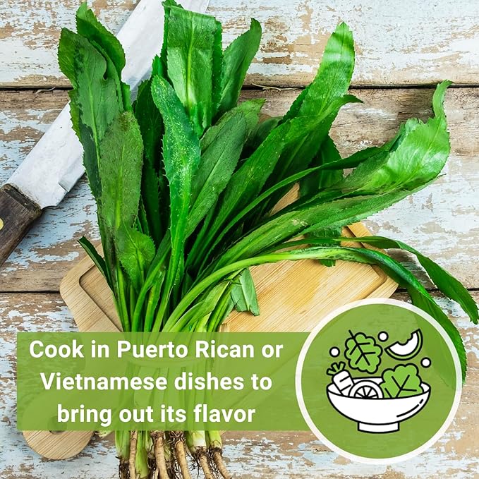 Sow Right Seeds - Culantro Seeds for Planting - Non-GMO Heirloom Packet with Instructions to Grow a Kitchen Herb Garden - Great Addition to Your Cooking - Unique and Zesty Herb from Puerto Rico