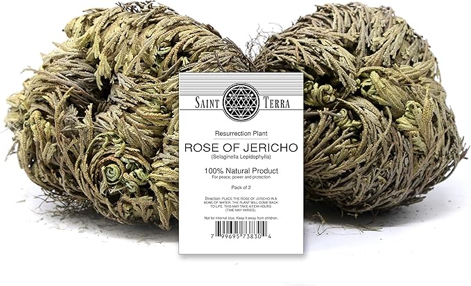 Saint Terra - Rose of Jericho Flower The Resurrection Plant, Pack of 2