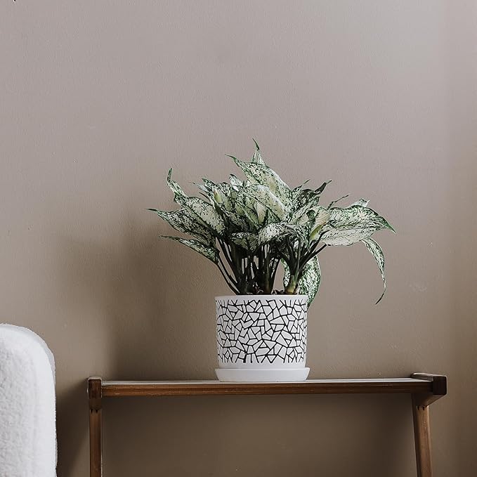 6 Inch Plant Pots: Ceramic Planter Pot with Drainage Hole & Saucer - Planters for Indoor/Outdoor Plants - Flower Pot with Bonded Tray for Home/Office - Tile Design Debossed