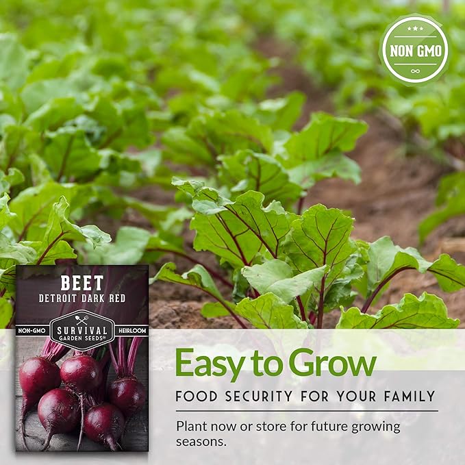 Survival Garden Seeds - Detroit Dark Red Beet Seed for Planting - Packet with Instructions to Plant and Grow Delicious Root Vegetables in Your Home Vegetable Garden - Non-GMO Heirloom Variety
