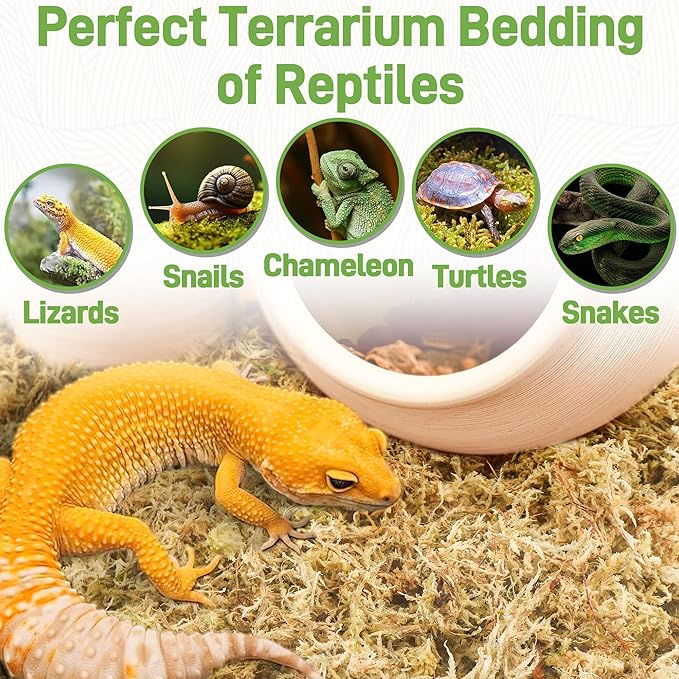 4LB Sphagnum Moss for Plants Indoor, Premium Peat Moss for Reptiles Terrarium-80 Quarter, Natural Long Fiber Orchid Moss for Repotting Propagation Succulent Sarracenia Carnivorous Gardening