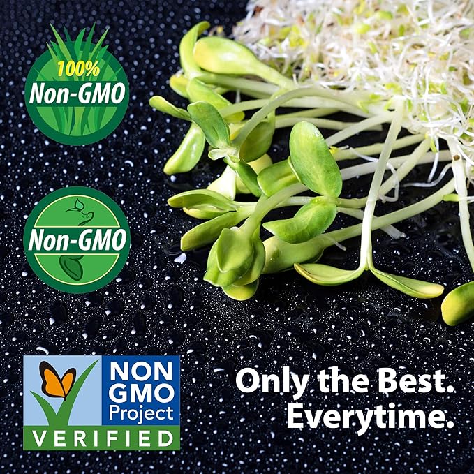 Slow Bolt Cilantro Herb Garden Seeds - 4 Oz ~10,000 seeds - Non-GMO Heirloom Slow Bolt Cilantro Herb Seeds (Coriander) - Outdoor Garden, Indoor Garden, Countertop Microgreens, Organic Micro Greens Kit