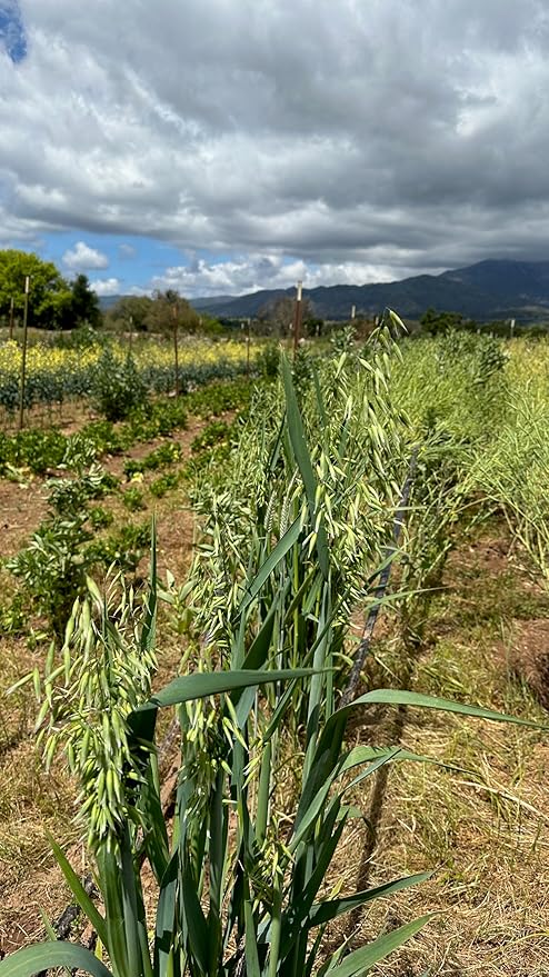 All Good Things Organic Common Oat Seeds - Pack of 275, Heirloom Seeds for Planting Grains, Vegetables - Gardening Supplies, Vegetable Garden - Non-GMO, Open Pollinated, from USA