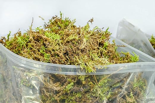 Organic Green Sphagnum Moss for Orchids, Indoor and Outdoor Plants - Dried for Decorative Gardening (X-Large Pack (2 Bags) - 25 litres /1250 gr/ 88 oz)