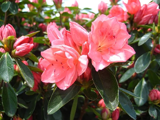 Azalea 'Blaauw's Pink' (Azalea) Shrub, salmon pink, #2 - Size Container