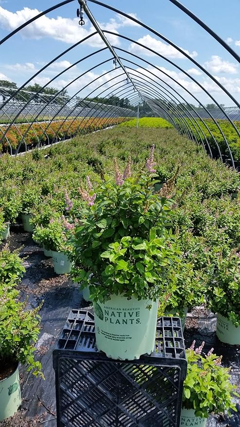 American Beauties Native Plants - Spiraea Tomentosa (Steeplebush) Shrub, Small Pink Flowers, #2 - Size Container