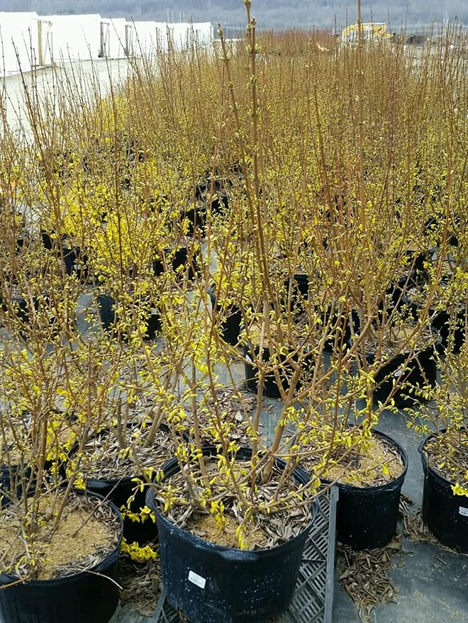 Forsythia X intermedia 'Lynwood Gold' (Forsythia) Shrub, yellow flowers, #3 - Size Container
