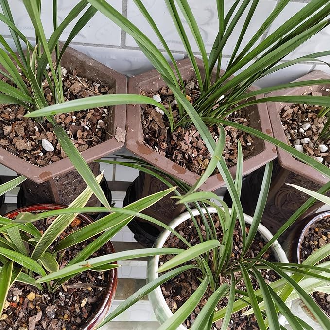 2 Quart Bonsai Soil Mix Lava,Pumice,Pine Bark and Calcined Rock, Natural Organic Mix for Potted PlantsâŚ