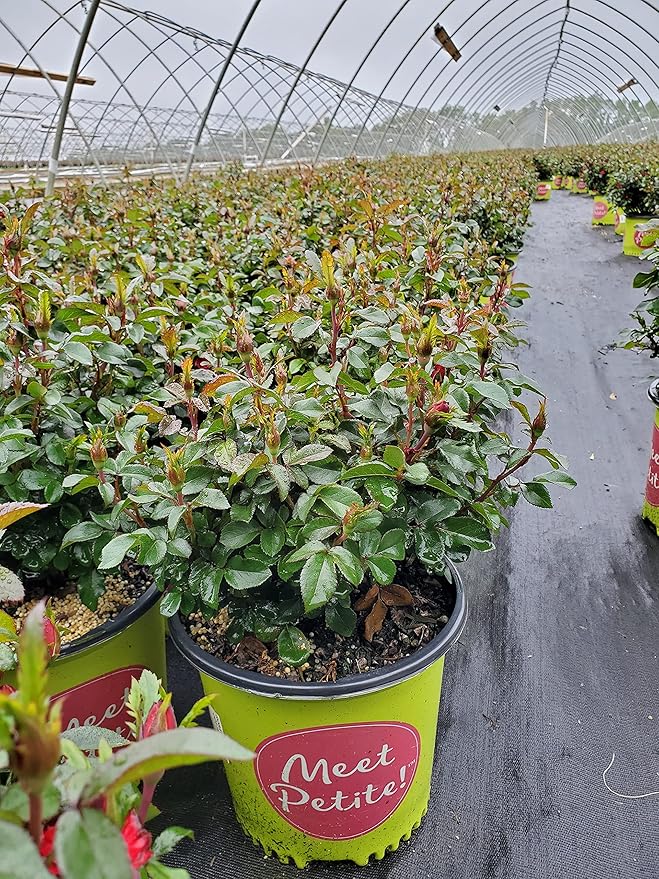 Green Promise Farms Rosa Petite Knock Out (Reblooming) Rose, 2-Size Container, deep red Flowers