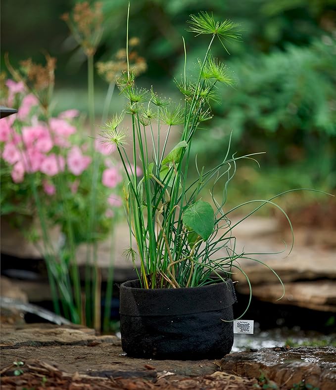 Smart Pot Pond Flexible Aquatic Plant Container for Water Gardening, 1 Gallon, Black