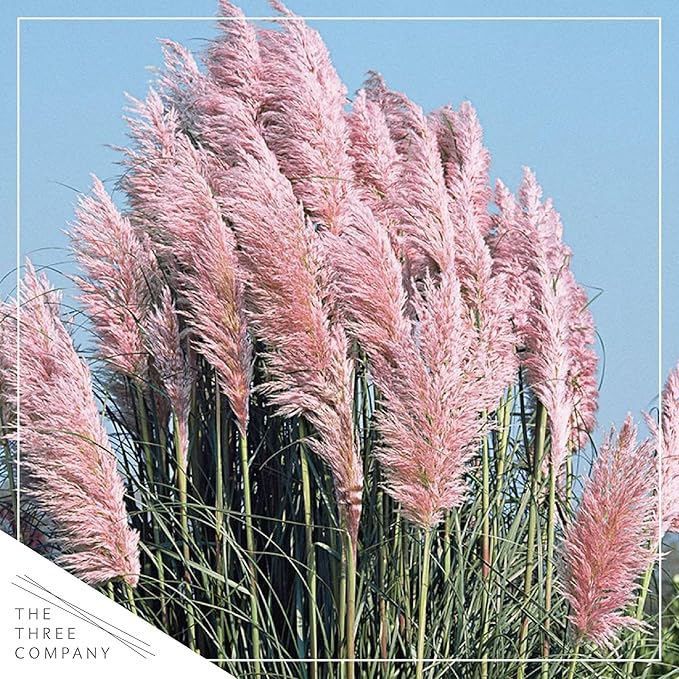Live Perennial Pampas Grass - Assorted White and Pink (2 Per Pack), Showy Accent Plant, 12" Tall by 6" Wide in 1.5 Quart Pot