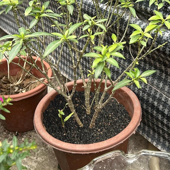 2.4LB Black Lava Rocks for Plants, Volcanic Rock Horticultural Lava Rock Soil for Landscaping Plants Drainage, Small Lava Rock Gravel for Succulents, Bonsai, Vase Fillers, Top Dressing