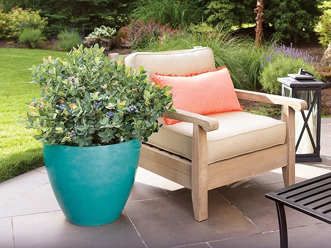 Bushel and Berry™ - Vaccinium Pink Icing (Blueberry) Edible-Shrub, , #2 - Size Container