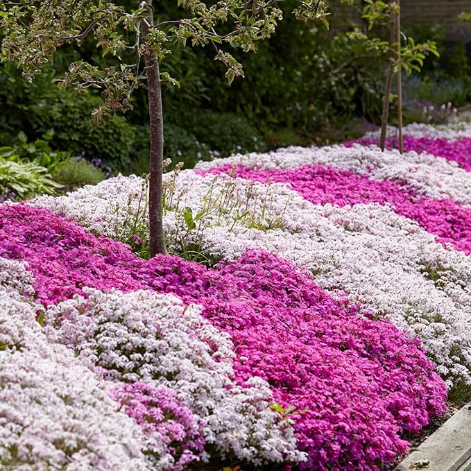 1000+ Creeping Phlox Seeds for Planting - Bright Phlox Seeds Creeping Perennial Ground Cover Plants - Annual Flower Seeds for Home and Garden