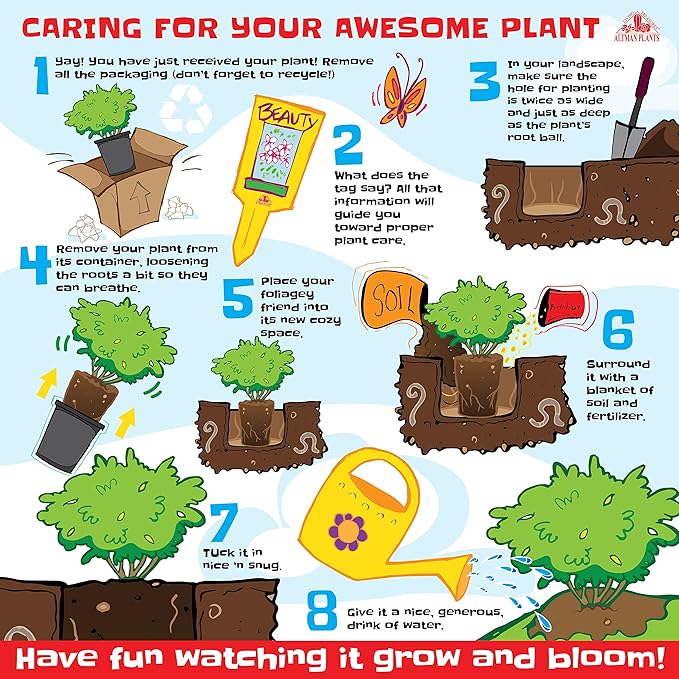 Autumn Fern Plants Live Outdoor Plants, Fern Plant Live Plants Outdoor Live Fern Potting Soil, Landscape Edging Perennial Plants for Shade, Outdoor Plants Live Ferns for Outdoors by Plants for Pets