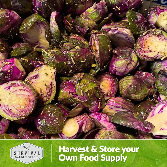 Red Brussels Sprouts Seed for Planting - 1 Packet with Instructions to Plant & Grow Unique Brassica Plants in Your Home Vegetable Garden- Non-GMO Heirloom Variety Seed - Survival Garden Seeds