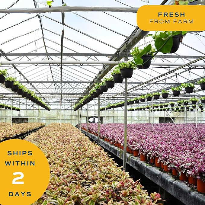 Costa Farms Live Plants (Pack of 2), Easy to Grow Real Indoor Houseplants, Air Purifying Plants, Grower's Choice in Home Décor Indoors Plant Pots, New House Gift or Room Décor