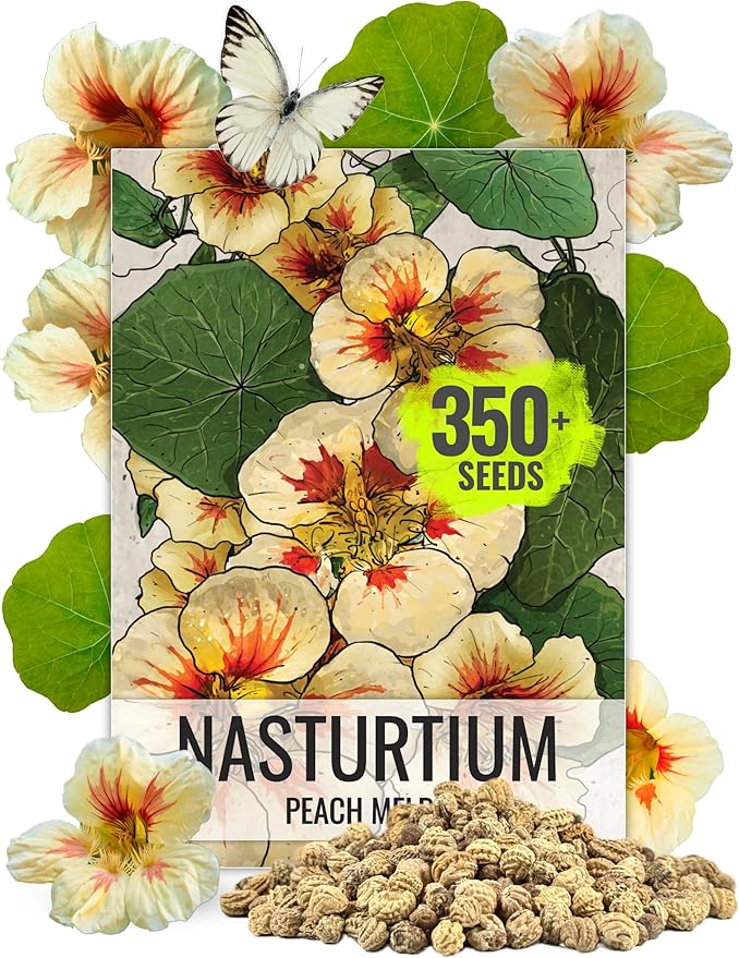 Seed Needs, 350+ Nasturtium Seeds “Peach Melba” (Tropaeolum Nanum) Non-GMO, Easy to Grow Flower Seeds, Attracts Pollinators - Bulk