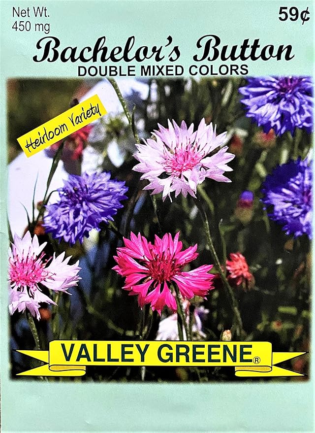 Set of Flower Seed Packets! Flower Seeds in Bulk - Great for Creating The Garden of Your Dreams! (50, Bachelors Button - Double Mixed)