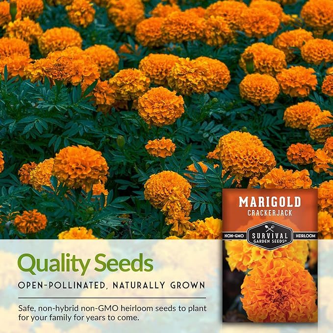 Survival Garden Seeds - Crackerjack Marigold Seed for Planting - 1 Packet with Instructions to Plant & Grow in Your Home Vegetable Garden - Non-GMO Heirloom Variety