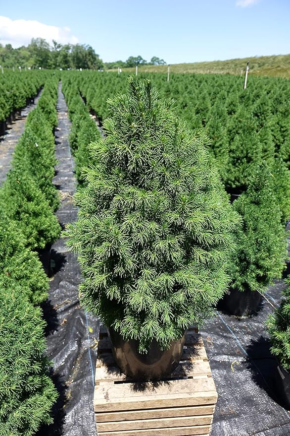 Picea glauca 'Conica' (Dwarf Alberta Spruce) Evergreen, #2 - Size Container