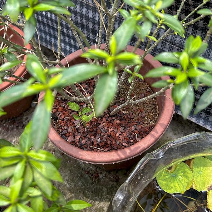 2.4LB Red Lava Rocks for Plants, Volcanic Rock Horticultural Lava Rock Soil for Landscaping Plants Drainage, Small Lava Rock Gravel for Succulents, Bonsai, Vase Fillers, Terrarium Plants, Top Dressing