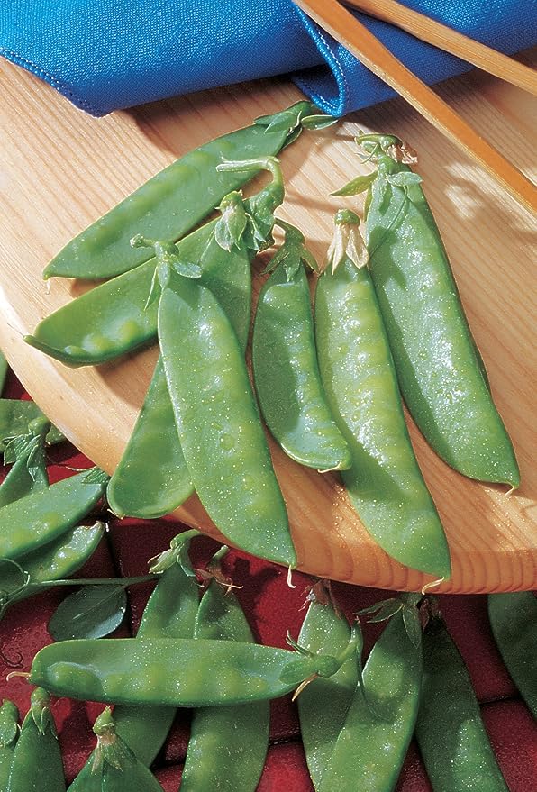 Burpee Mammoth Melting Sugar Pea Seeds 225 seeds