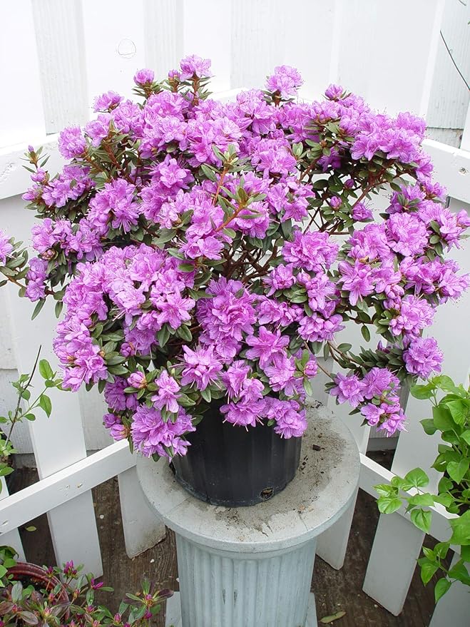 Green Promise Farms Rhododendron X GEM` Evergreen, 3 Size Container, Bluish Purple Flowers