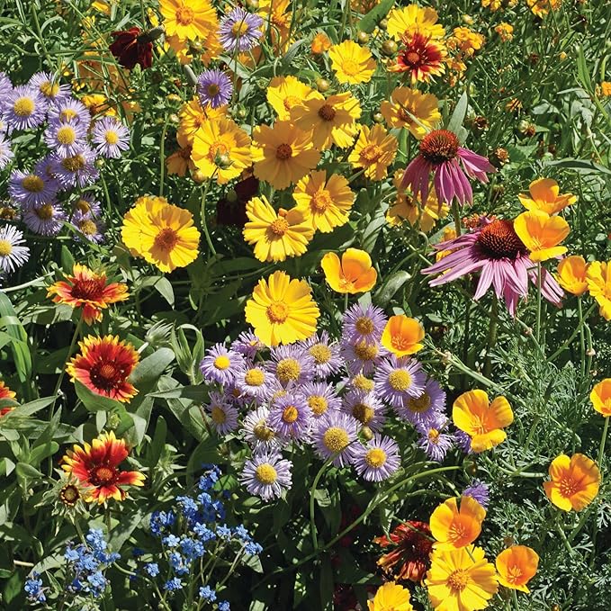 Bentley Seed Flower Mix - Pollinator Seed Mix with 5 Wildflower Seed Packets - Non-GMO Pollinator Seeds - Eco-Friendly Flower Seeds Packets for Party, Celebration, and Gifts - Pollinator Mix