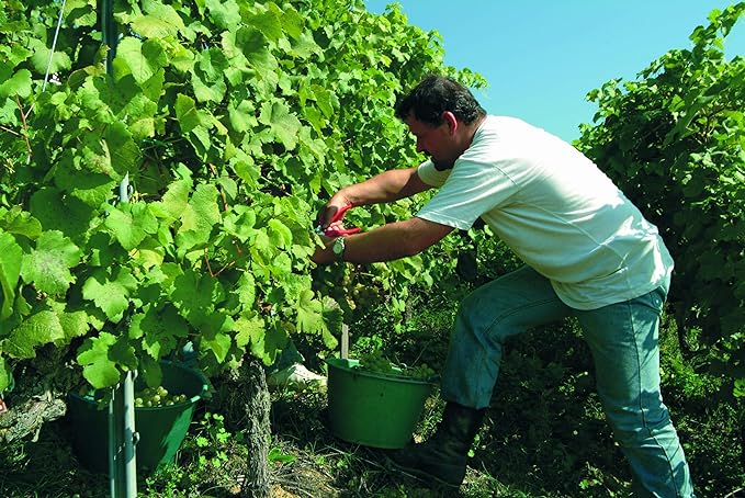 Felco Pruning Shears (F 310) - High Performance One-Hand Garden Pruners - F-310