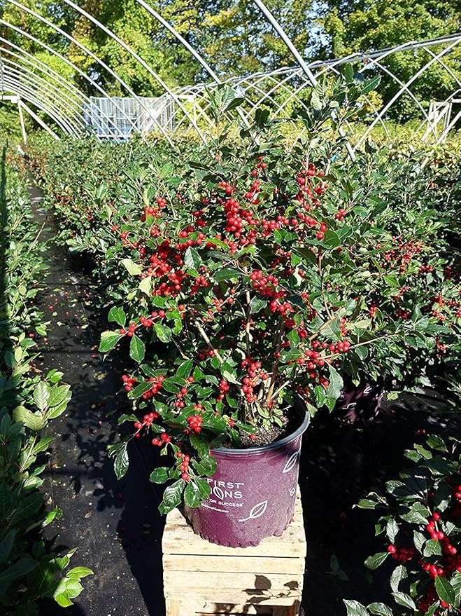 First Editions - Ilex verticillata Wildfire (Winterberry) Shrub, bright red fruit, #3 - Size Container