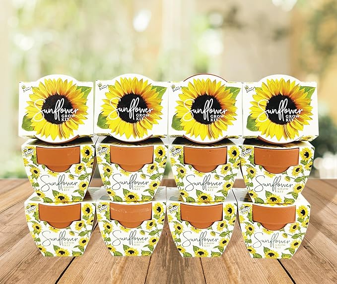 BUZZY Seeds Terracotta Mini Grow Pots | Herb, Plant, Flower Starter Kit for Kids & Adults | Assorted 12-Pack, Daydream Collection Sunflower | Guaranteed to Grow | Best Indoor Grow Your Own Plant