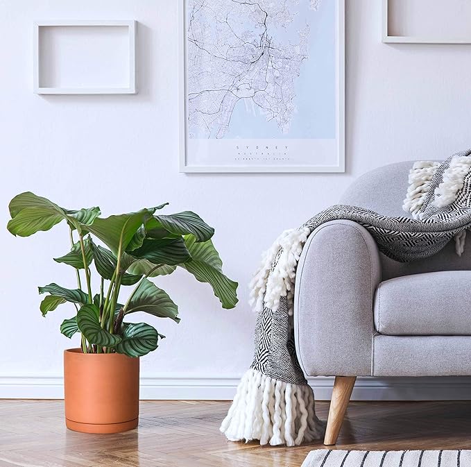 D'vine Dev Terracotta Pots for Plants, 5.3 Inch 6.5 Inch 7.8 Inch, Round Cylinder Planter Pot with Drainage and Saucer, 40-T-B-0