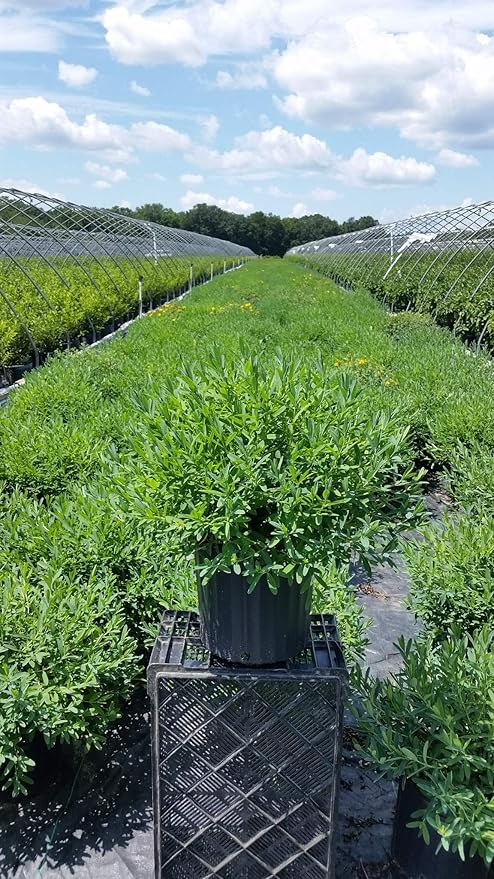 Hypericum frondosum 'Sunburst' (St. Johns Wort) Shrub, yellow flowers, #3 - Size Container