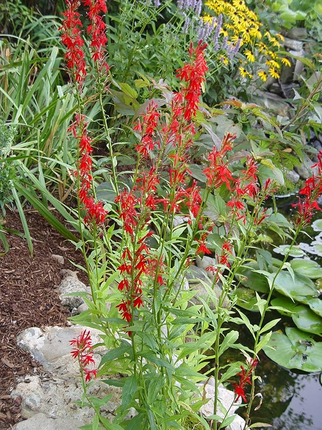 American Beauties Native Plants - Lobelia cardinalis (Cardinal Flower) Perennial, green foliage with red flowers, 1 - Size Container