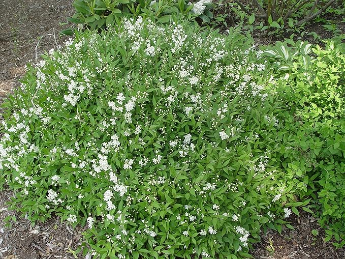 Deutzia gracilis 'Nikko' (Nikko Deutzia) Shrub, white flowers, #3 - Size Container
