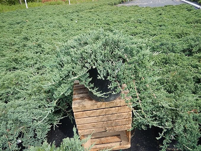 Blue Rug Juniper, blue leafed evergreen plant in 2 Gallon pot - Juniperus Horizontalis 'Wiltonii'