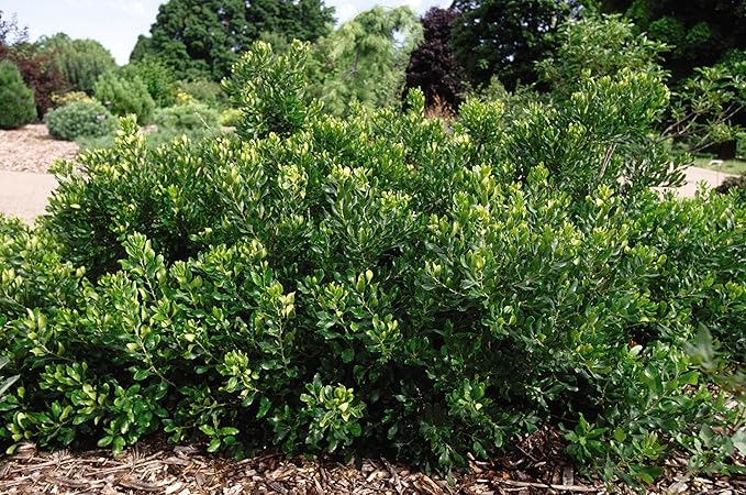 Live Plant from Green Promise Farms - Myrica pensylvanica, Northern Bayberry #3 Gallon Size Container Green