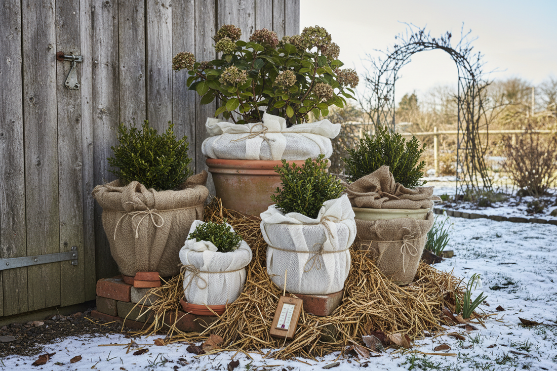 Overwinter Potted Plants (Late-Fall Edition): Save your favorites, protect roots, and reduce spring losses