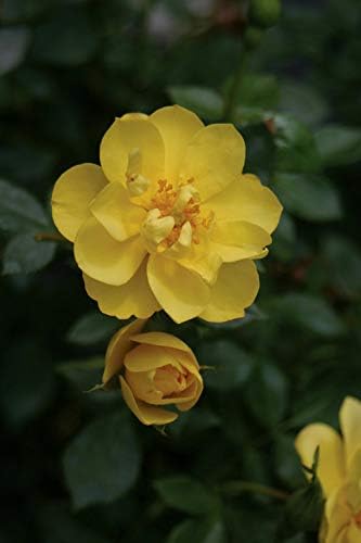 Proven Winners - Rosa OSO EASY Lemon Zest (Rose) Rose, yellow flowers, #2 - Size Container