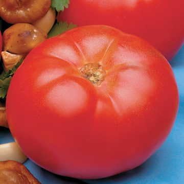 Park Seed Variety of Tomato Vegetable Seeds, Plant Seeds, Easy to Grow, Perfect for Harvesting, Beefmaster Hybrid, Pack of 30