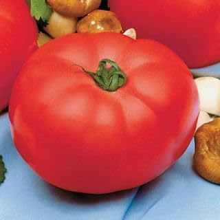 Park Seed Variety of Tomato Vegetable Seeds, Plant Seeds, Easy to Grow, Perfect for Harvesting, Beefmaster Hybrid, Pack of 250