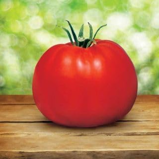 Park Seed Variety of Tomato Vegetable Seeds, Plant Seeds, Easy to Grow, Perfect for Harvesting, Whopper CR Improved Hybrid, Pack of 250