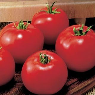 Park Seed Variety of Tomato Vegetable Seeds, Plant Seeds, Easy to Grow, Perfect for Harvesting, MoneyMaker, Pack of 20