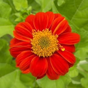 Survival Garden Seeds - Mexican Sunflower Seed for Planting - 5 Packs with Instructions to Plant and Grow Tithonia Rotundifolia in Your Home Vegetable or Flower Garden - Non-GMO Heirloom Variety